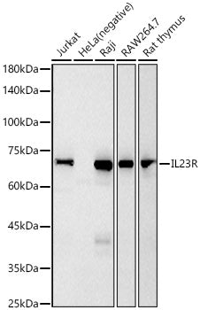 IL23R Rabbit mAb