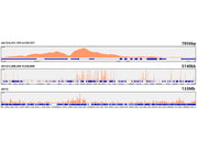 Acetyl-Histone H3-K56 Rabbit mAb