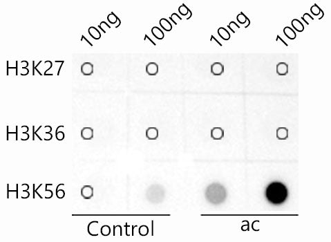 Acetyl-Histone H3-K56 Rabbit mAb