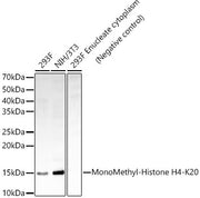 MonoMethyl-Histone H4-K20 Rabbit mAb