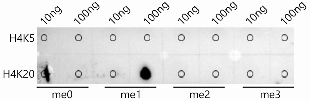 MonoMethyl-Histone H4-K20 Rabbit mAb