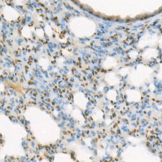 MonoMethyl-Histone H4-K20 Rabbit mAb