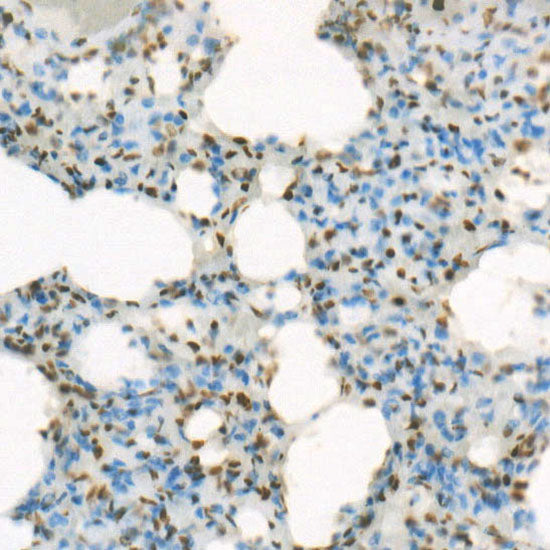 MonoMethyl-Histone H4-K20 Rabbit mAb