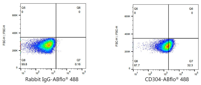 ABflo® 488 Rabbit anti-Human CD304/Neuropilin-1 mAb