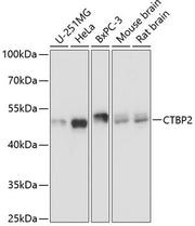 CTBP2 Rabbit pAb