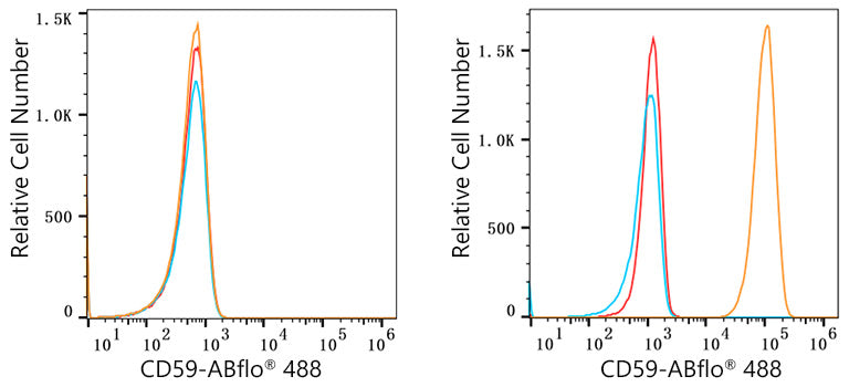 ABflo® 488 Rabbit anti-Human CD59 mAb