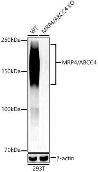 [KD Validated] MRP4/ABCC4 Rabbit mAb