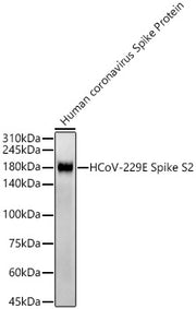 HCoV-229E Spike S2 Rabbit mAb