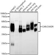CAR/CXADR Rabbit mAb