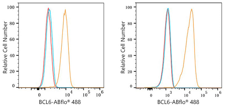 BCL6 Rabbit mAb