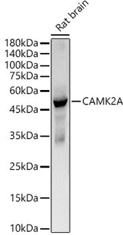 CAMK2A Rabbit mAb