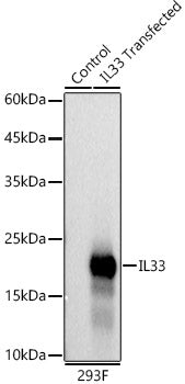 IL33 Rabbit mAb