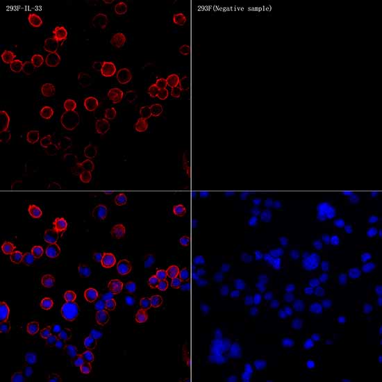 IL33 Rabbit mAb