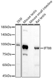 IFT88 Rabbit mAb