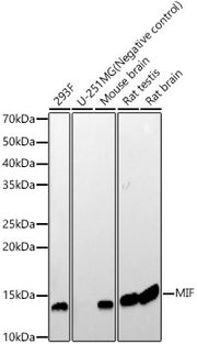 MIF Rabbit mAb