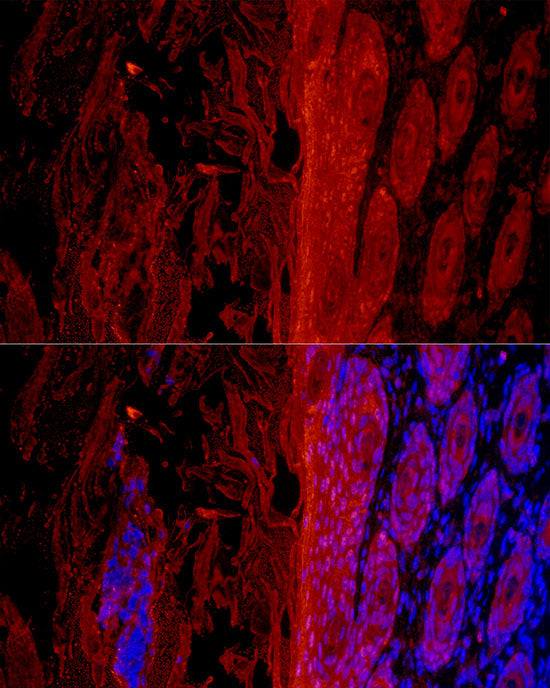 GSDMA Rabbit mAb