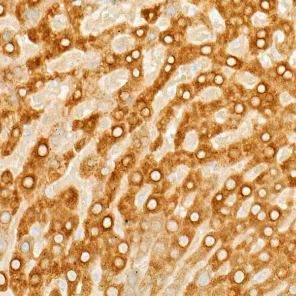 Cytochrome P450 2E1 (CYP2E1) Rabbit mAb