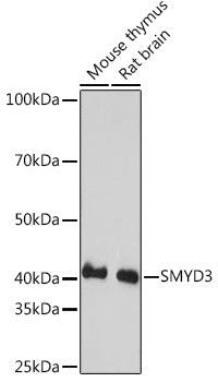 SMYD3 Rabbit mAb