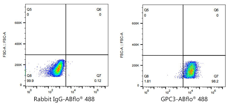 ABflo® 488 Rabbit anti-Human Glypican 3 (GPC3) mAb