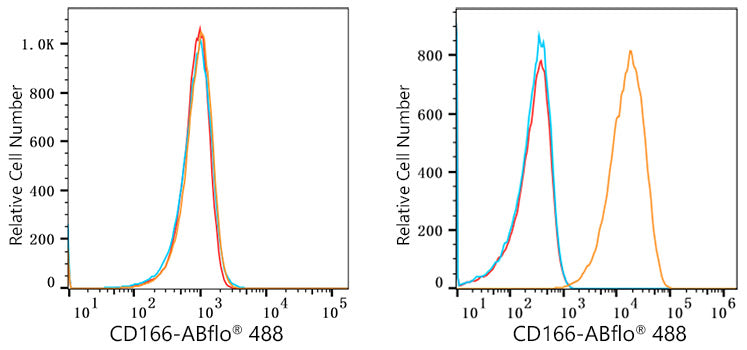 ABflo® 488 Rabbit anti-Human CD166/ALCAM mAb