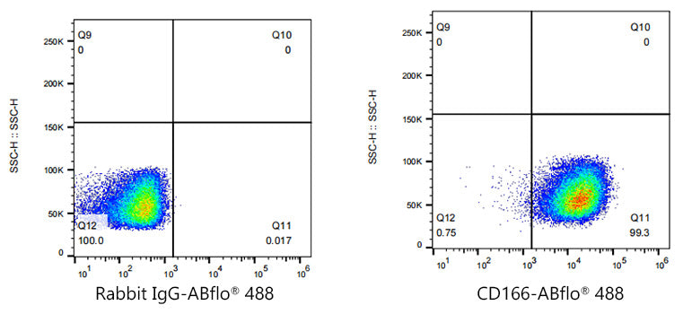 ABflo® 488 Rabbit anti-Human CD166/ALCAM mAb