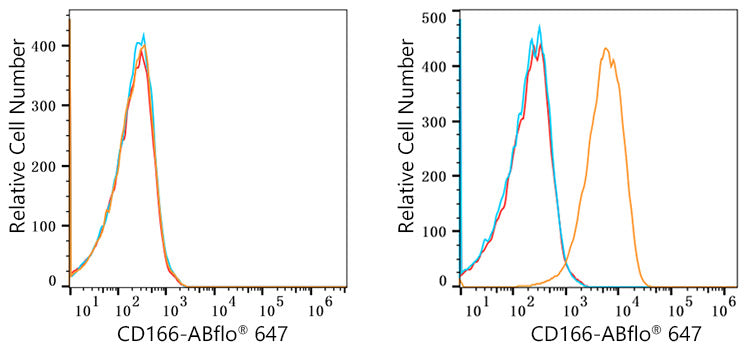 ABflo® 647 Rabbit anti-Human CD166/ALCAM mAb