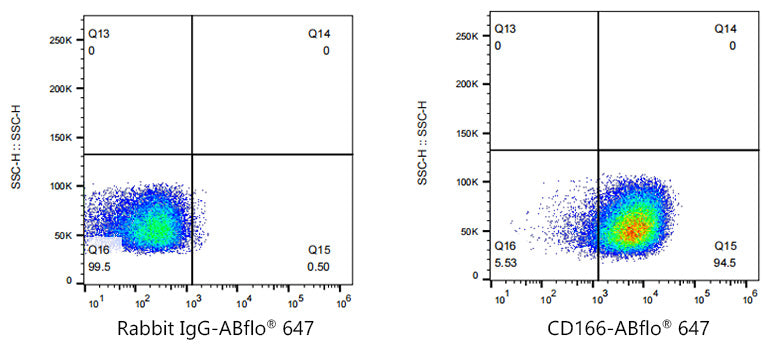 ABflo® 647 Rabbit anti-Human CD166/ALCAM mAb