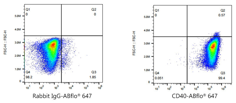ABflo® 647 Rabbit anti-Human CD40 mAb