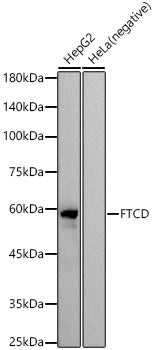 FTCD Rabbit mAb