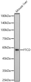 FTCD Rabbit mAb