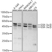 GSK-3α/β Rabbit mAb