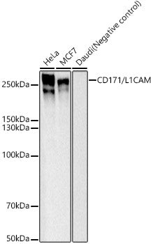 CD171/L1CAM Rabbit mAb