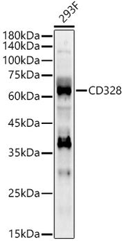 CD328 Rabbit pAb