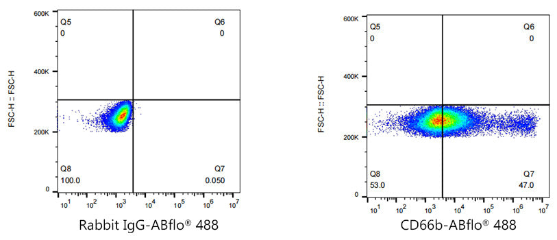 ABflo® 488 Rabbit anti-Human CD66b mAb