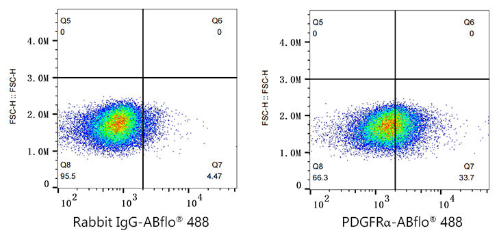 ABflo® 488 Rabbit anti-Human/Mouse PDGFRα/CD140a mAb