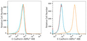 ABflo® 488 Rabbit anti-Human E-Cadherin/CD324 mAb