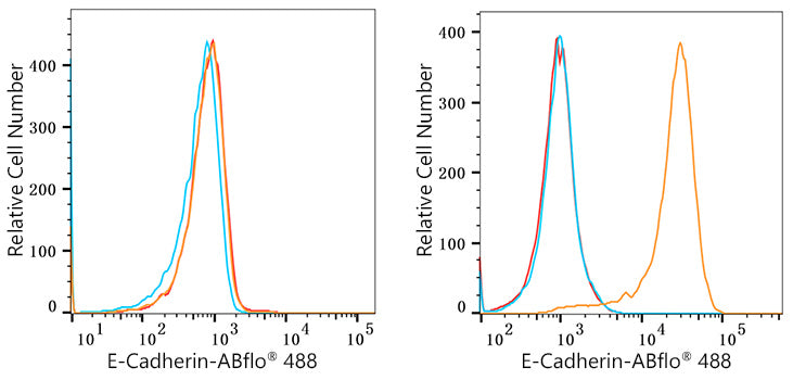 ABflo® 488 Rabbit anti-Human E-Cadherin/CD324 mAb