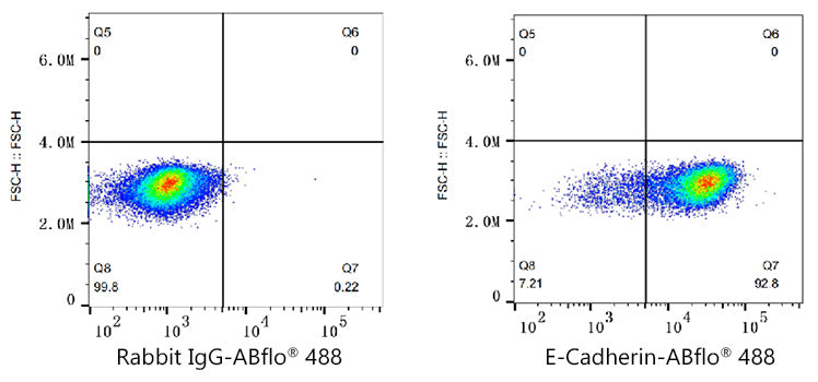 ABflo® 488 Rabbit anti-Human E-Cadherin/CD324 mAb