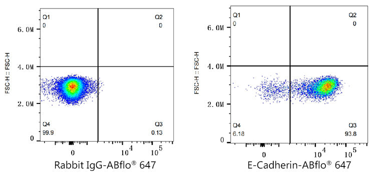 ABflo® 647 Rabbit anti-Human E-Cadherin/CD324 mAb