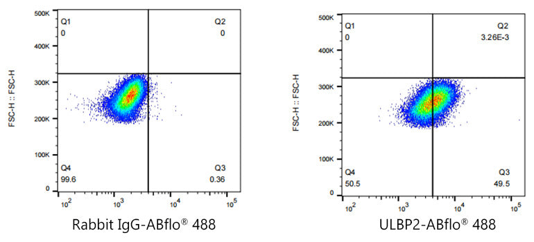 ABflo® 488 Rabbit anti-Human ULBP2 mAb