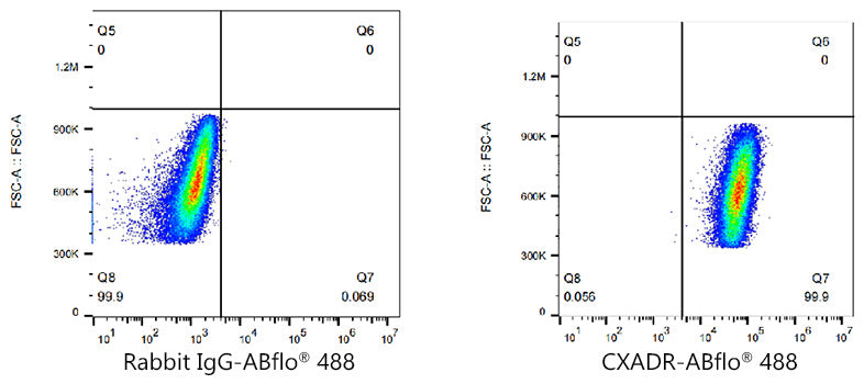ABflo® 488 Rabbit anti-Human CAR/CXADR mAb