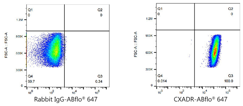 ABflo® 647 Rabbit anti-Human CAR/CXADR mAb