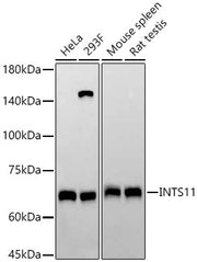 INTS11 Rabbit mAb