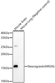 Neurogranin (NRGN) Rabbit mAb