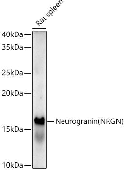 Neurogranin (NRGN) Rabbit mAb