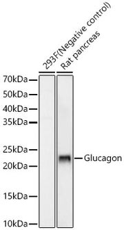 Glucagon Rabbit mAb
