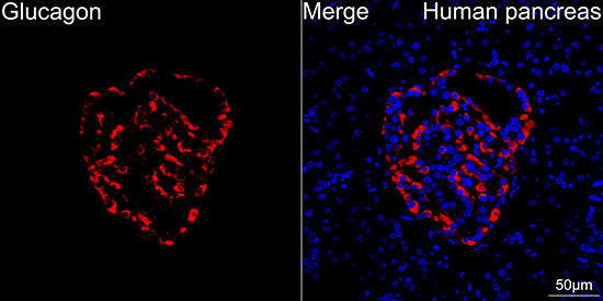 Glucagon Rabbit mAb