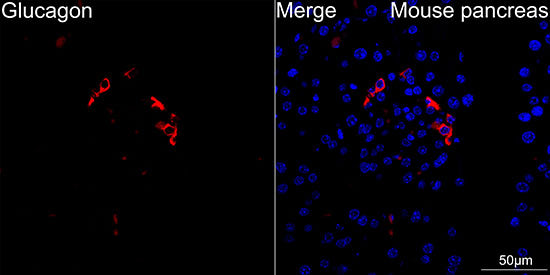 Glucagon Rabbit mAb