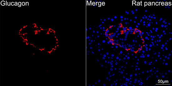 Glucagon Rabbit mAb