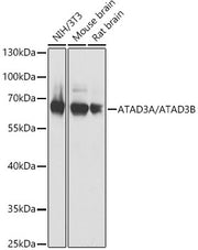 ATAD3A/ATAD3B Rabbit pAb